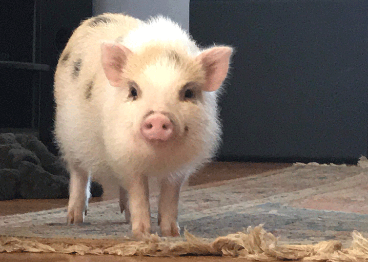 Hilarious Encounters from Real-Life Property Appraisers